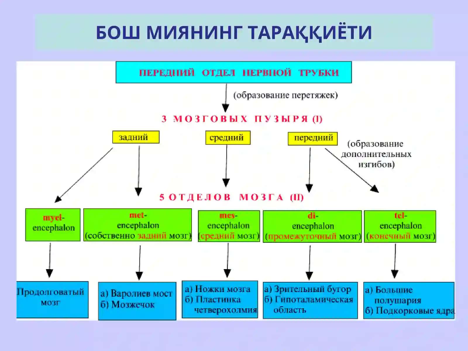 НЕРВ СИСТЕМАСИНИНГ КЛАССИФИКАЦИЯСИ 4