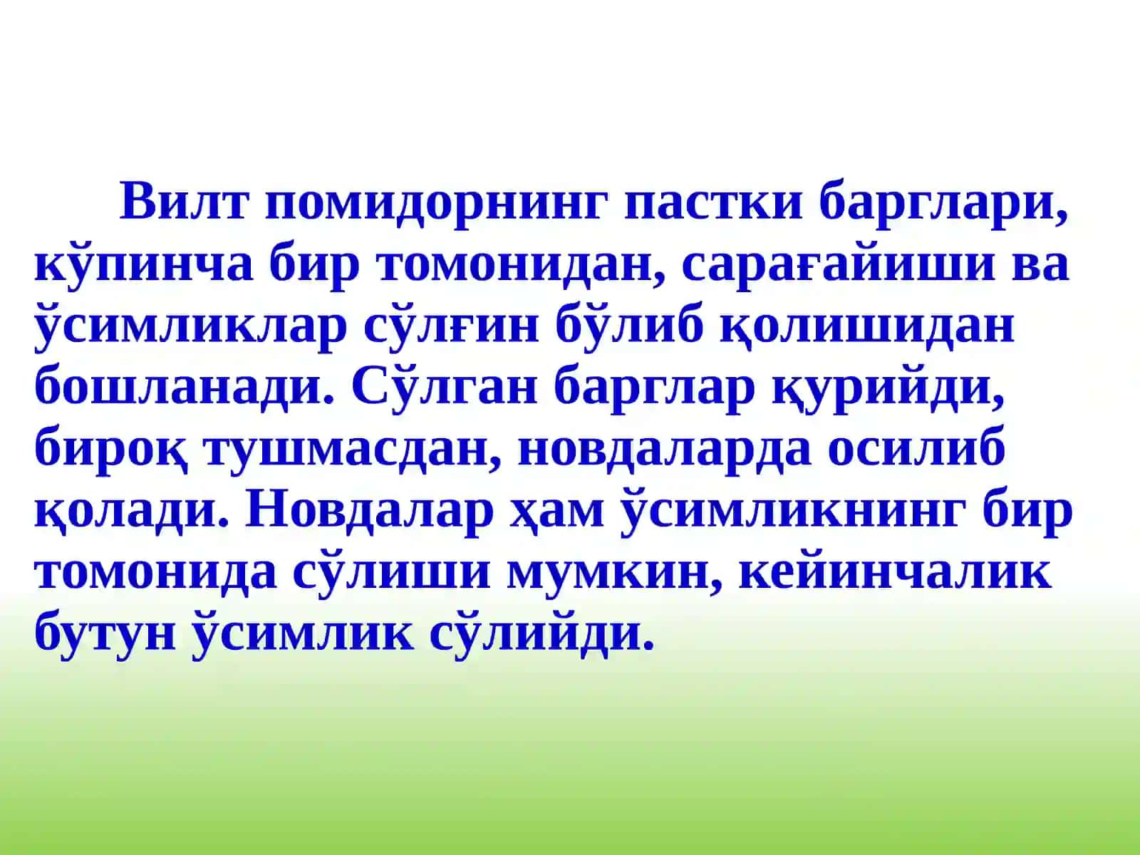 Помидорнингзамбуруғликасалликлари 4