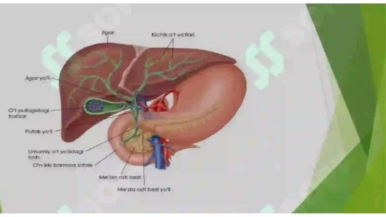 Marğilon Abu Ali ibn Sino nomidagi jamoat salomatligi tibbiyoti texnikumining Davolashishi yo'nalishi 1-kurs 25/12-guruhtalabasi Xomidova Muazzamoyning Anatomiya, fiziologiya va patologiya fanidantayyorlagan Prezentatsiyasi 4