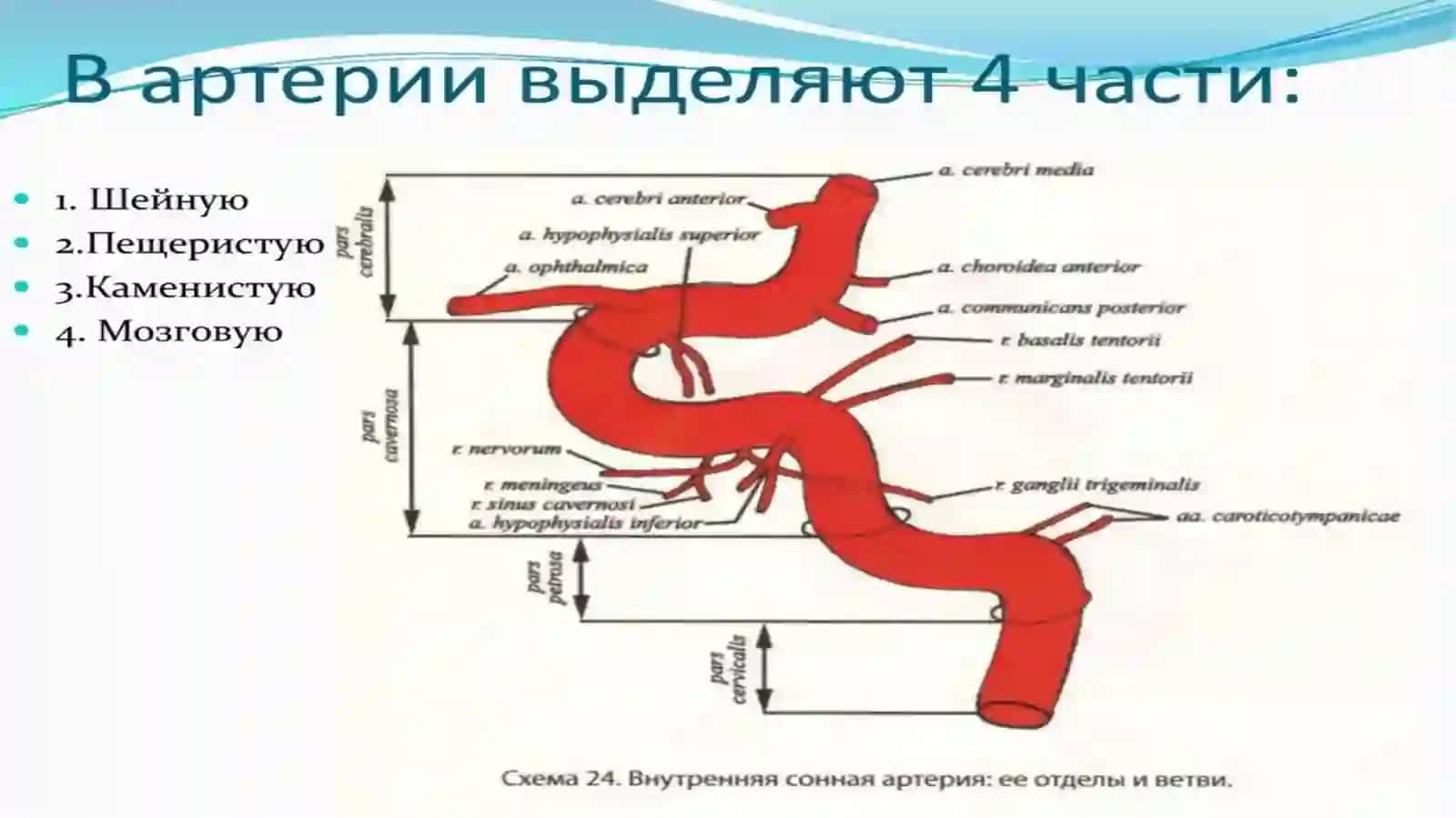A.Carotisinterna 4