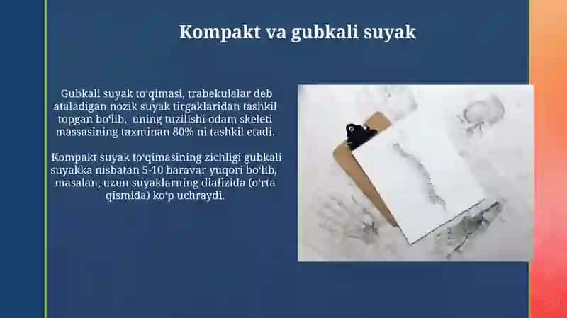 Skelet tóqimasi, suyak tóqimasi, toğay tóqimasi 4