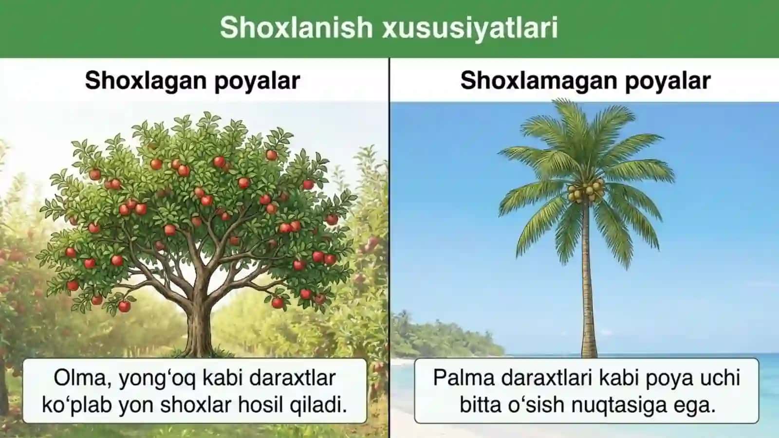 Poyalarning xilma-xilligi 4