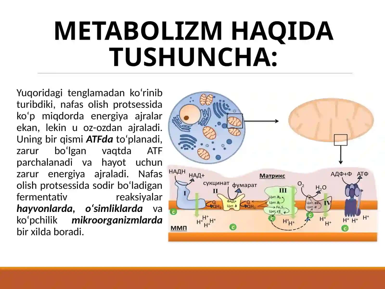 Bakteriyalarning fiziologiyasi 4