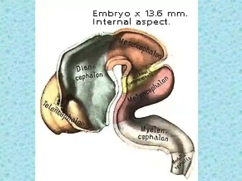 M.N.S. to’q’risidagi umumiy ma'lumotlar. M.N.S.ning  filo- va ontogenezi. Orqa miya anatomiyasi. Orqa miyani o'rovchi pardalar. Rombsimon miya. IV qorincha. O'rta va oraliq miya. III qorincha. 4