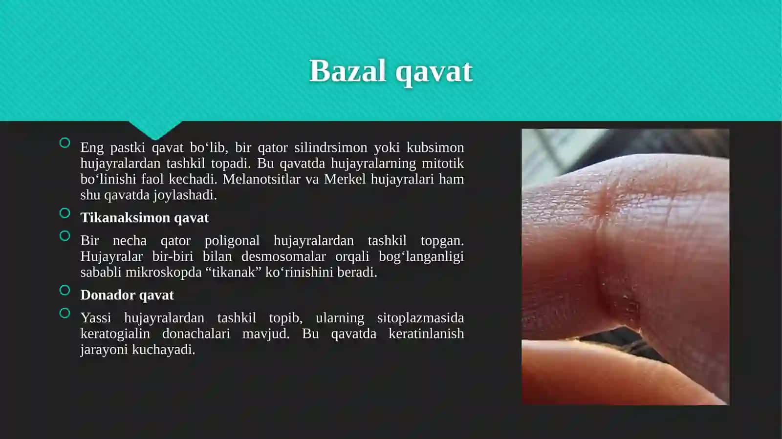 Teri va uning hosilalari gistologik tuzilishi 4