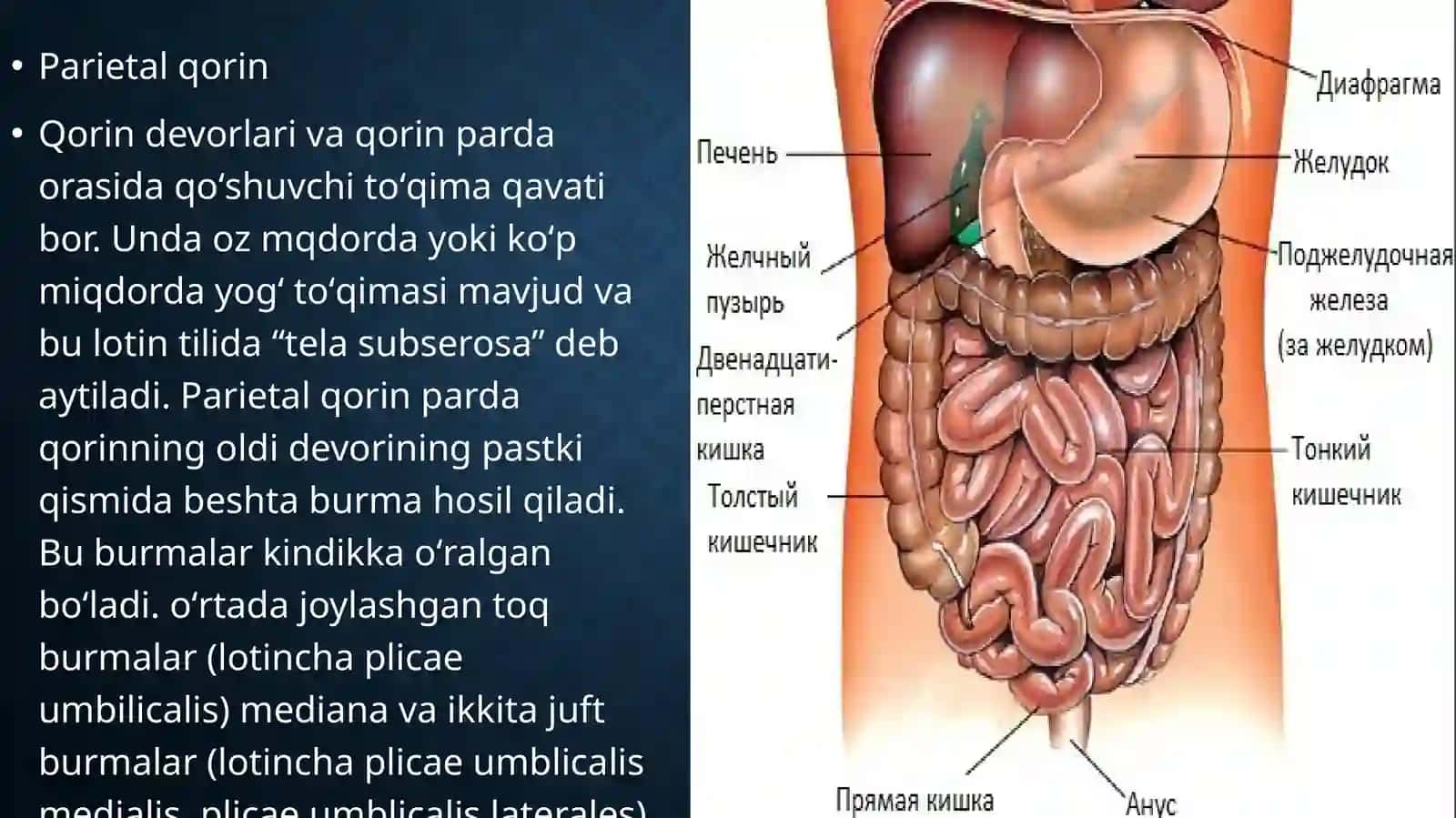 Qorinpardaningklinikanatomiyasi 4