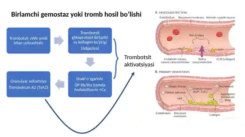 Qon quyishda koagulyatsion buzilishlar. Koagulyatsiya fiziologiyasi 4