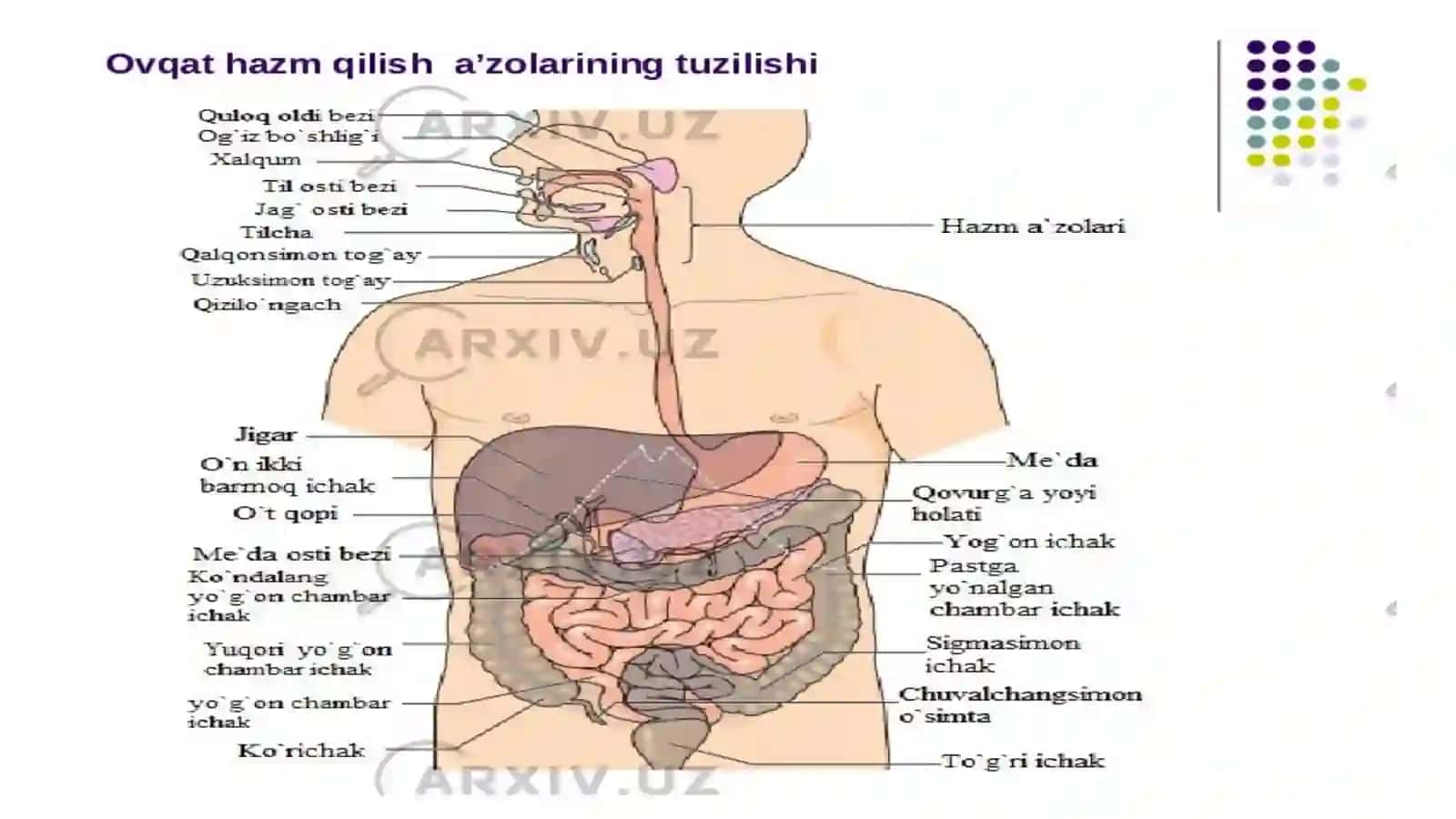 Hamshiralik tekshiruvi 4