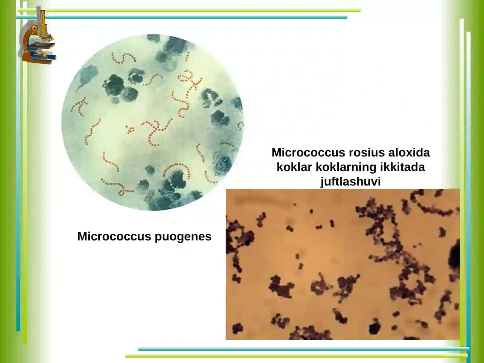 Bakteriyalar sinfining biologik xossalari va xalq xo`jaligidagi ahamiyati 4