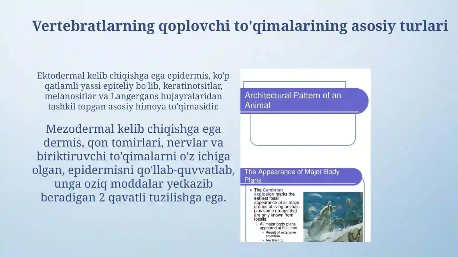 umurtqali hayvonlarda qoplovci toqima filogenezi 4