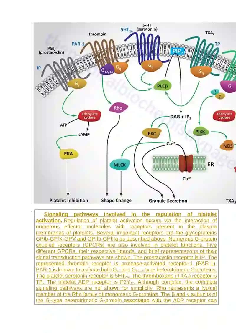 Introduction to Blood Coagulation 4