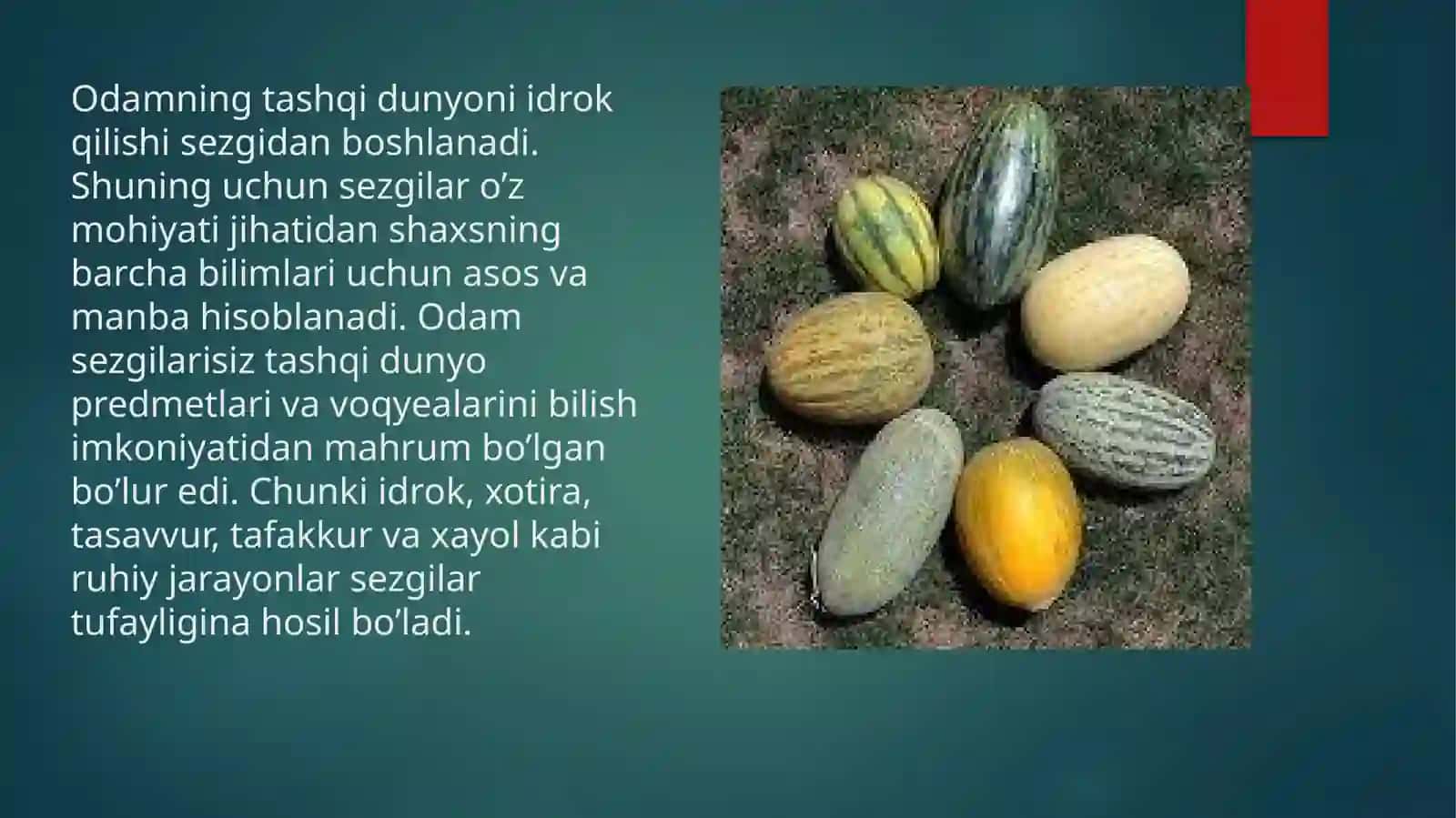 Sezgi 4