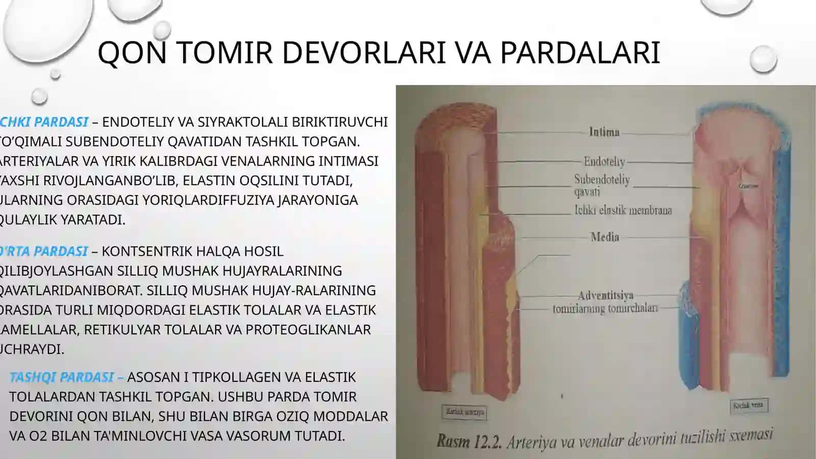 Yurak-qon tomir tizimida regenerator va kompensator jarayonlar 4