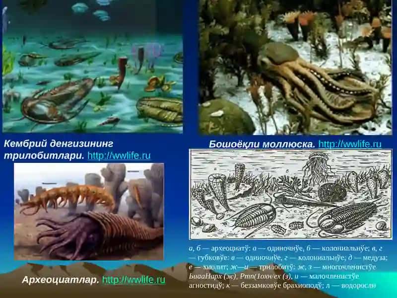 Стратиграфик тузилмалар учун фауна ва флораларни ахамияти 4