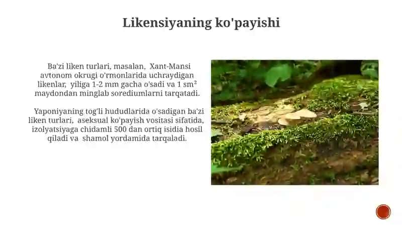 Zambarag'larning oziq-ovqatdagi ahamiyati 4