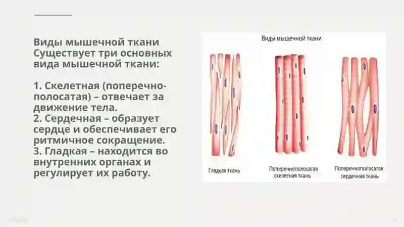 Презентация студентов 108-A группы 1-го факультета лечебного дела по русскому языку 4