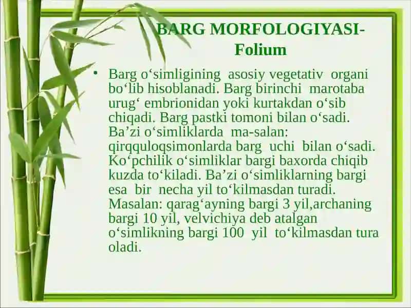 Barg morfologiyasi-Folium 4