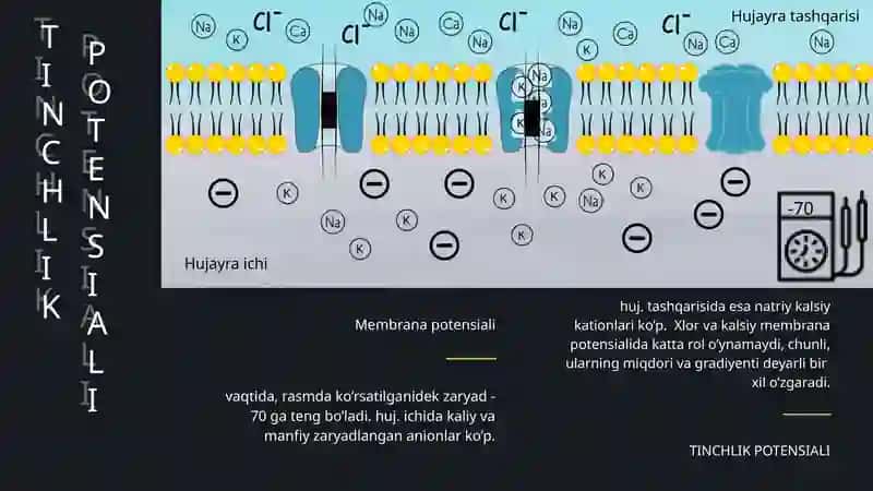 Qo’zg’aluvchan to’qimalarda bioelektrik hodisalar 4