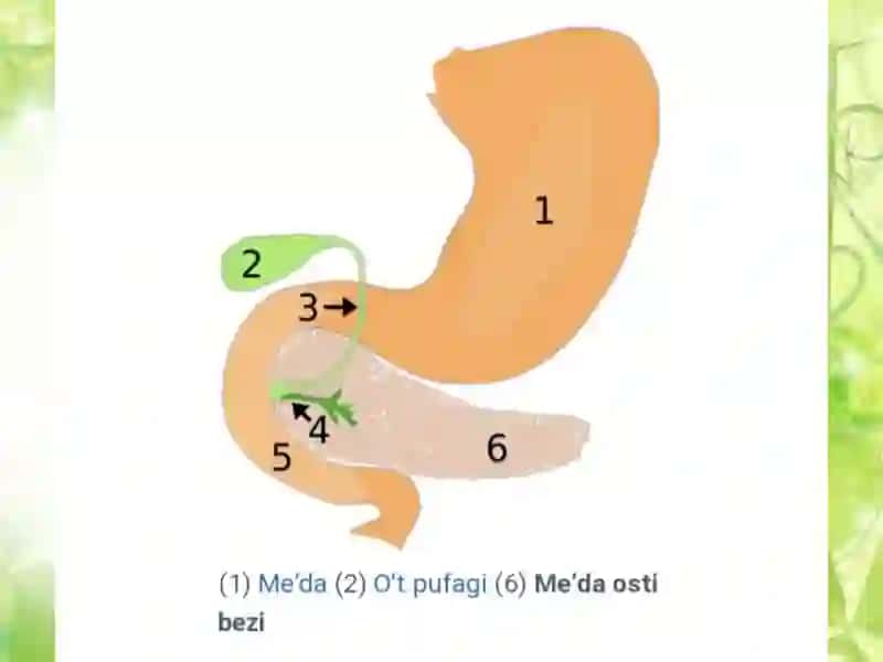 Me'da osti bezi 4