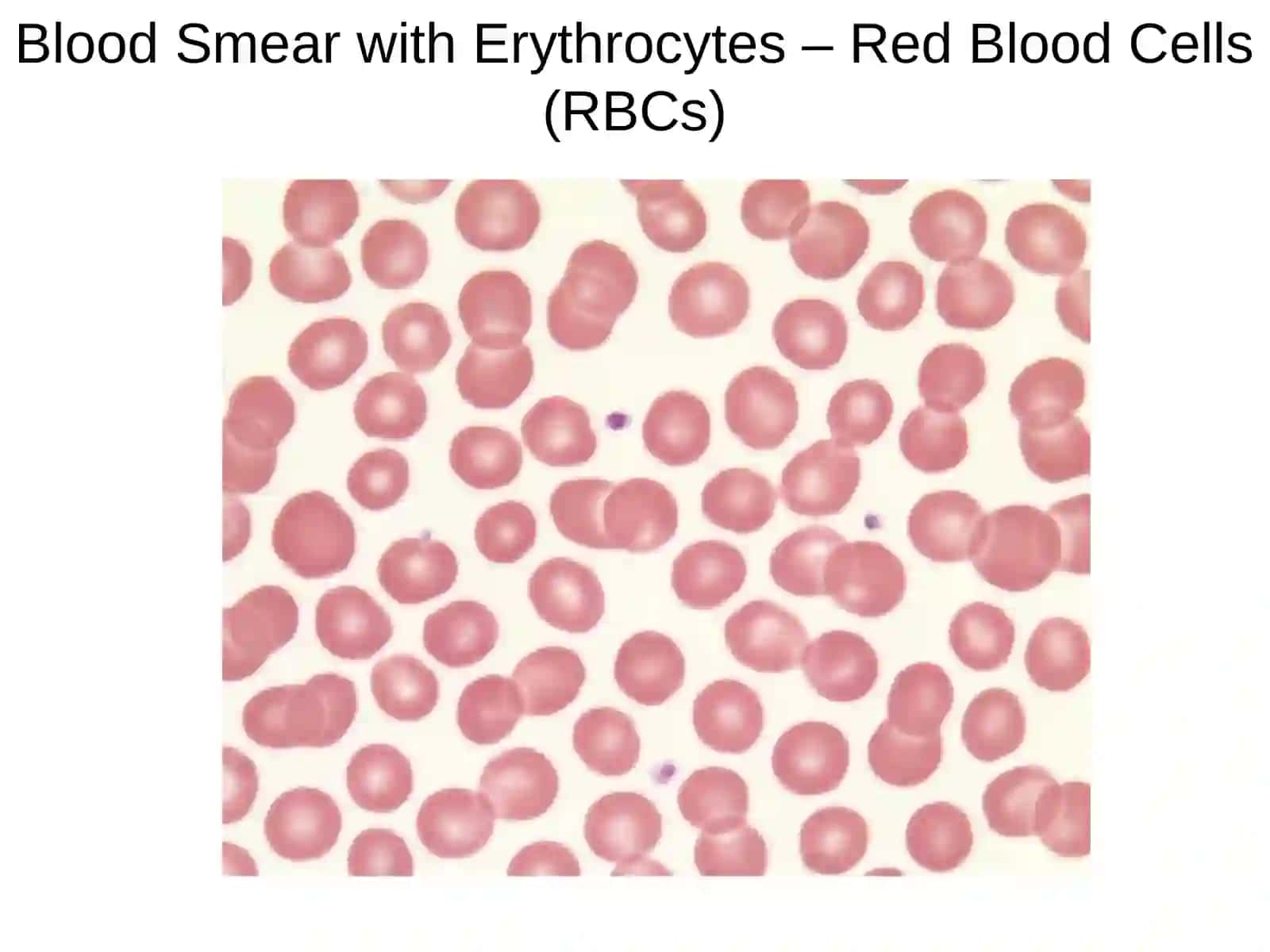 hemocitopoesis 4