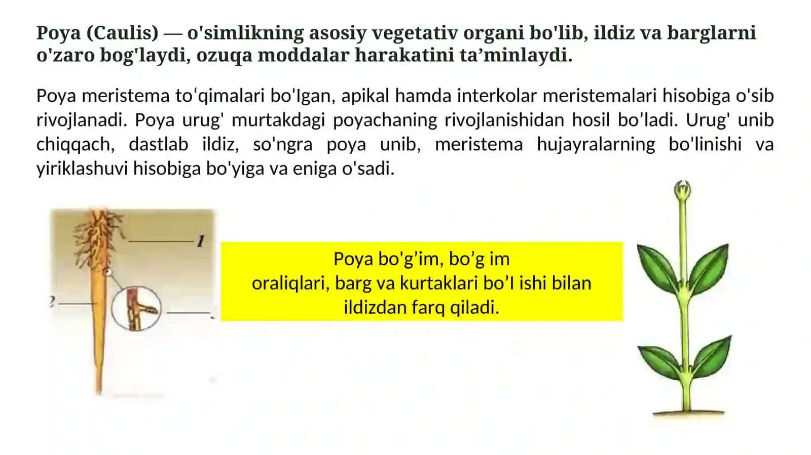 Poya morfologiyasi. O‘t o‘simliklar poyasining anatomik tuzilishi 4