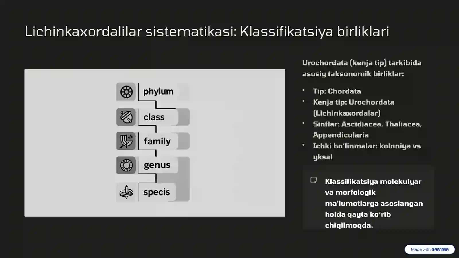 Xordalilar tipi (Chordata) va Lichinkaxordilar (Urochordata) - Sistematikasi va filogeniyasi 4
