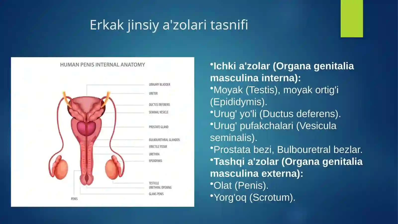 Reproduktiv tizim. Erkak jinsiya'zolarining funksional anatomiyasi 4