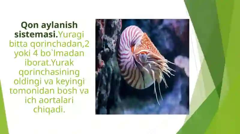 Bosh oyoqlilar nafas olishi va qon aylanish sistemasi 4