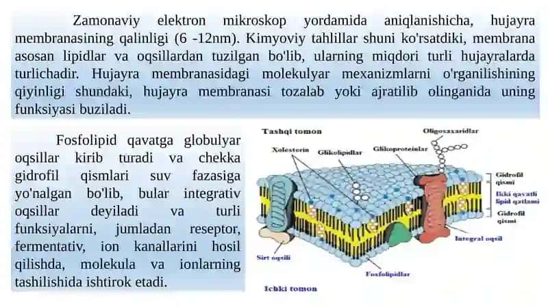 Qo‘zg‘aluvchan to‘qimalar fiziologiyasi 4