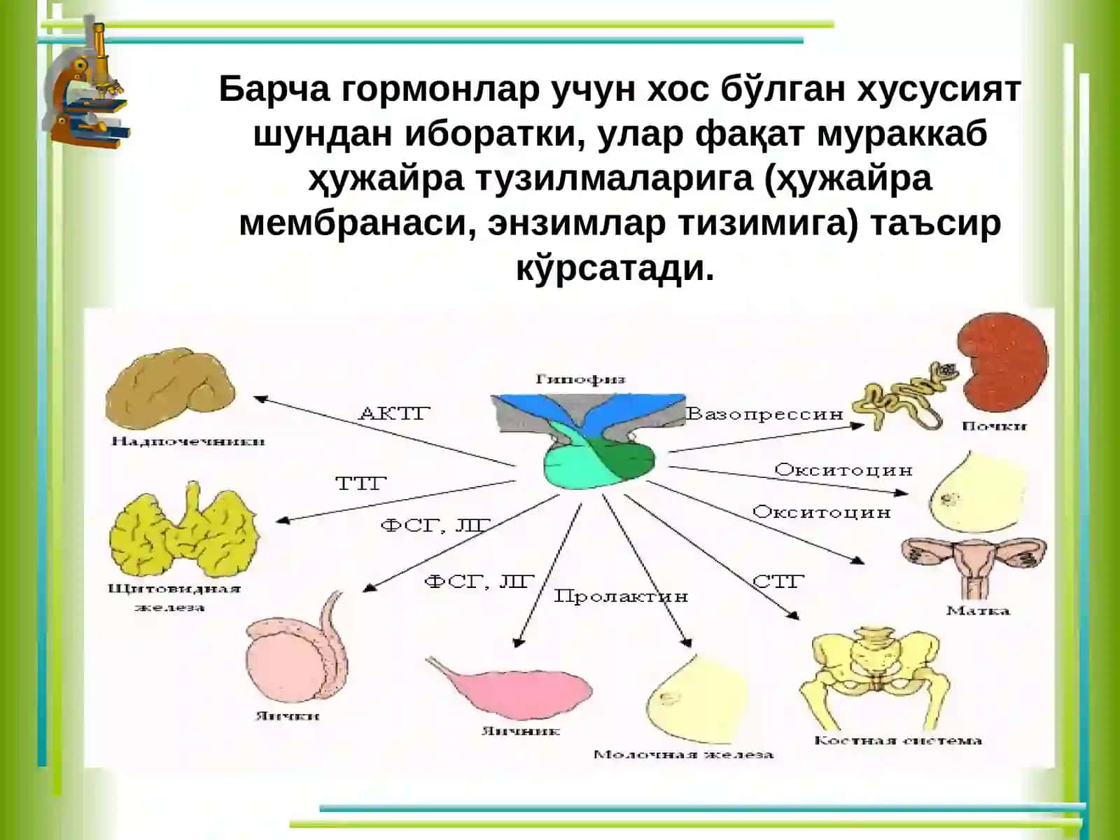 Endokrintizimninginsonorganizmivaxulqatvoriningahamiyati 4