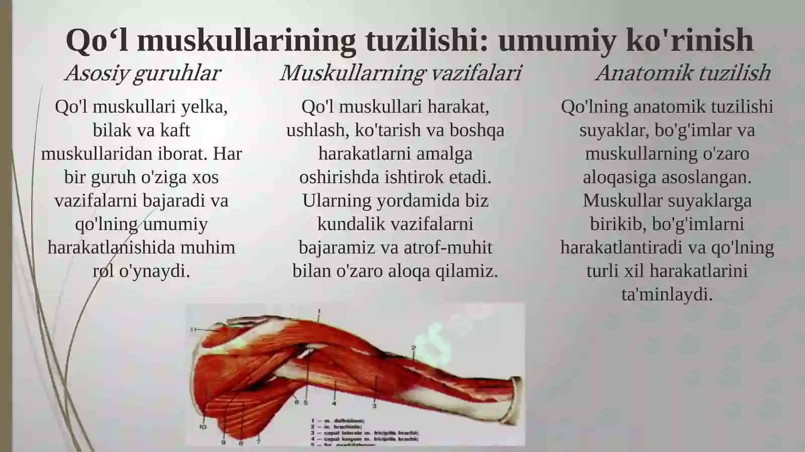 QO‘L VA OYOQ MUSKULLARINING TUZILISHI VA JOYLASHISHI 4