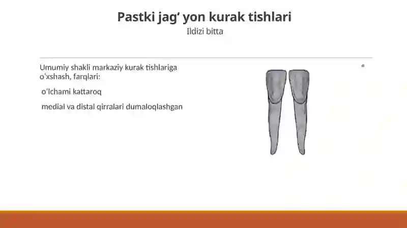 Pastki jag’ anatomiyasi 4
