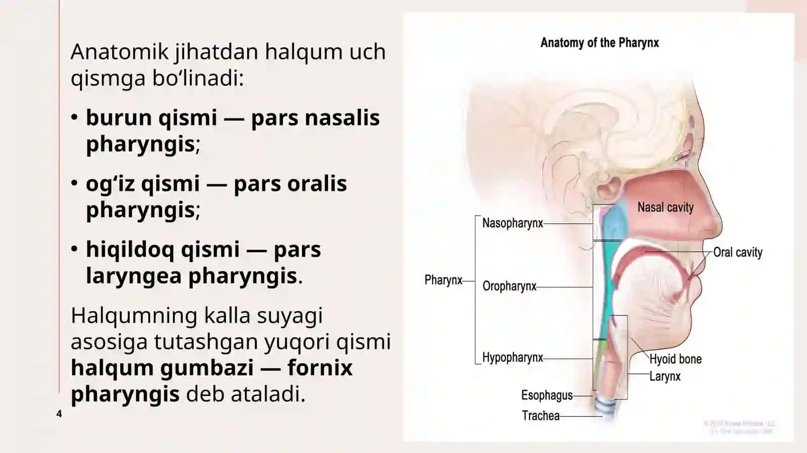 Halqumning Klinika Anatomiyasi 4