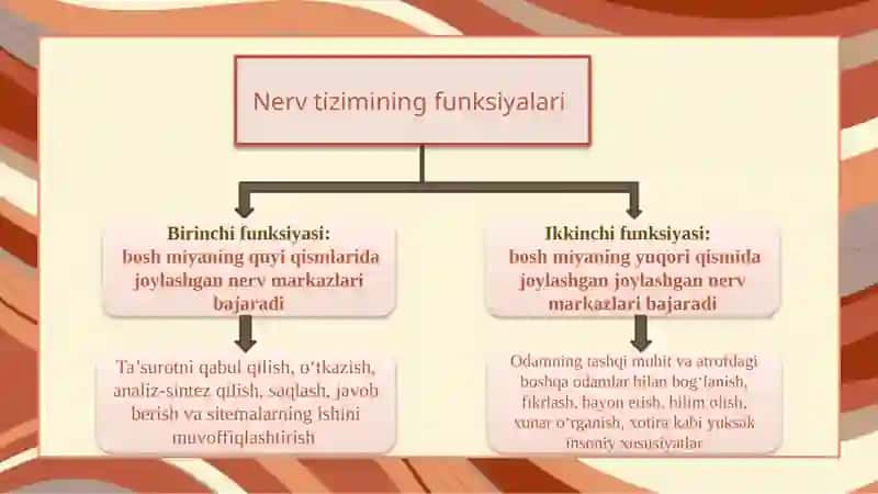 NERV TIZIMINING FIZIOLOGIYASI VA YOSH XUSUSIYATLARI 4