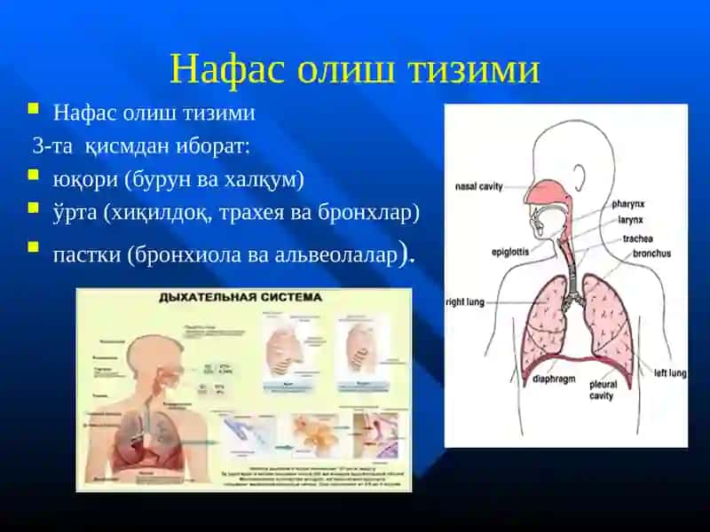 Нафас олиш тизими 4