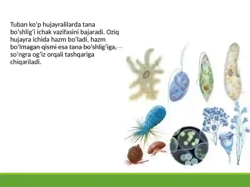 Hayvonlarning hazm qilish organlari evolutsiyasi 4