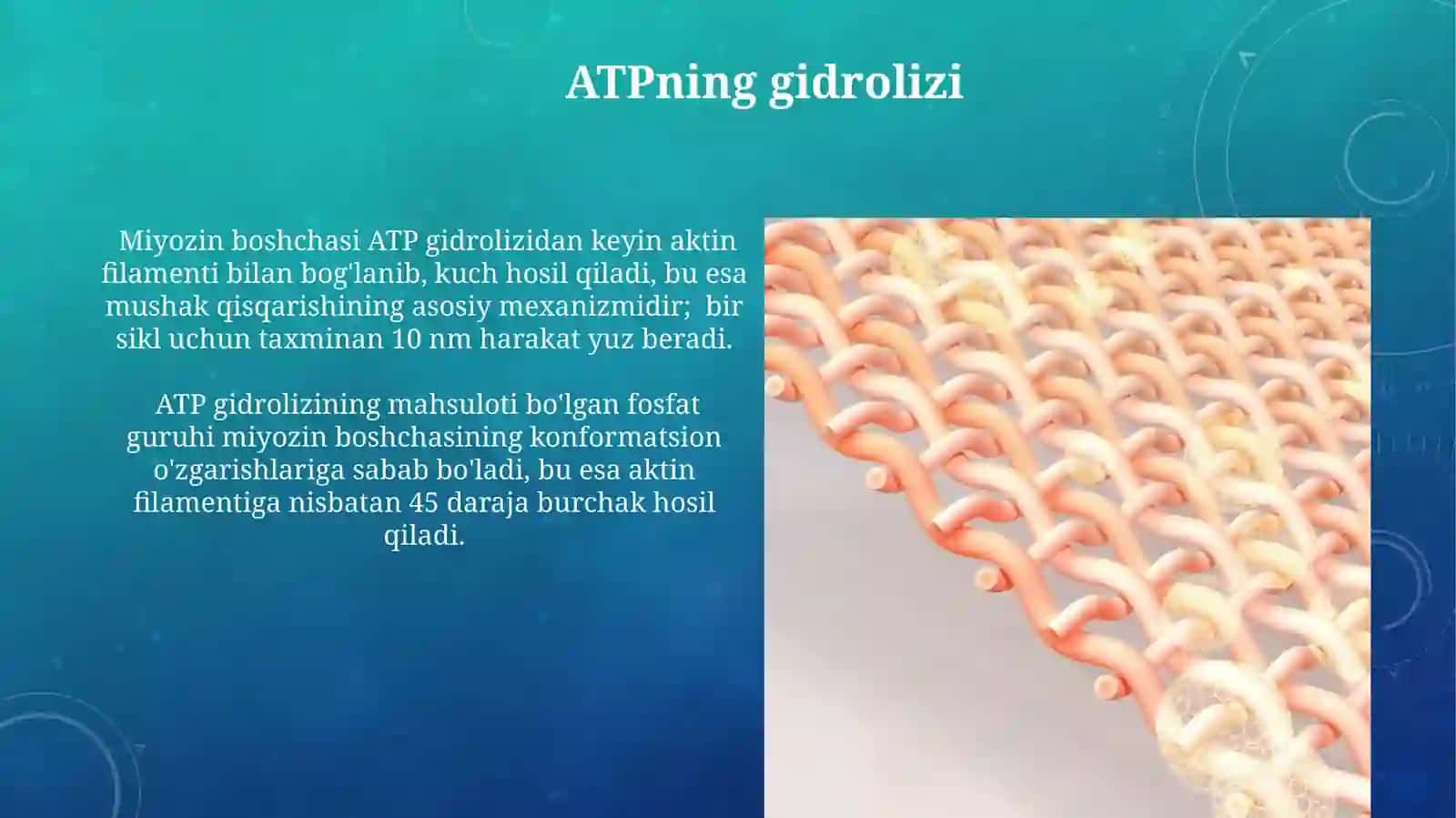 Mushak qisqarish mexanizmining morfologik asoslari 4