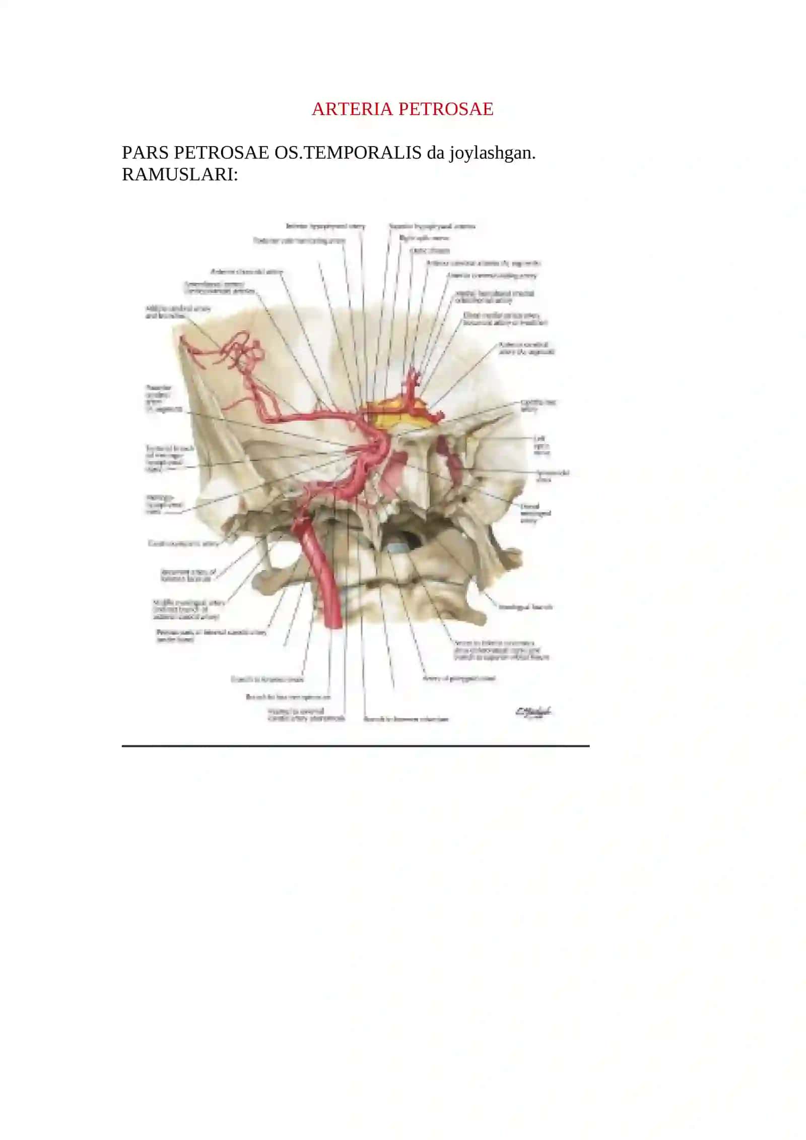Ichki uyqu arteriyasi 4