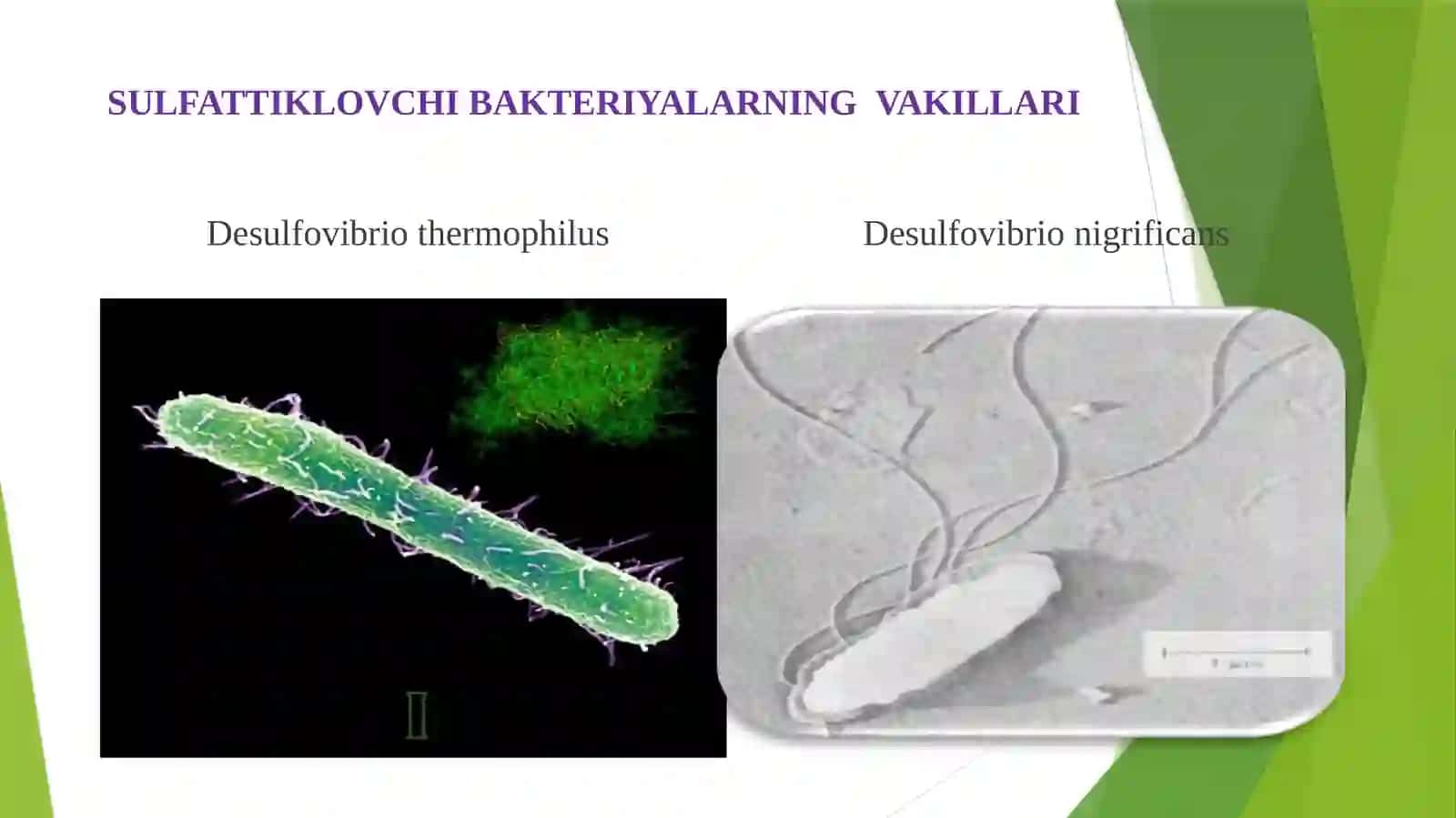 BAKTERIYA VA ZAMBURUG‘LAR – BIOZARARLASHMANBALARI 4