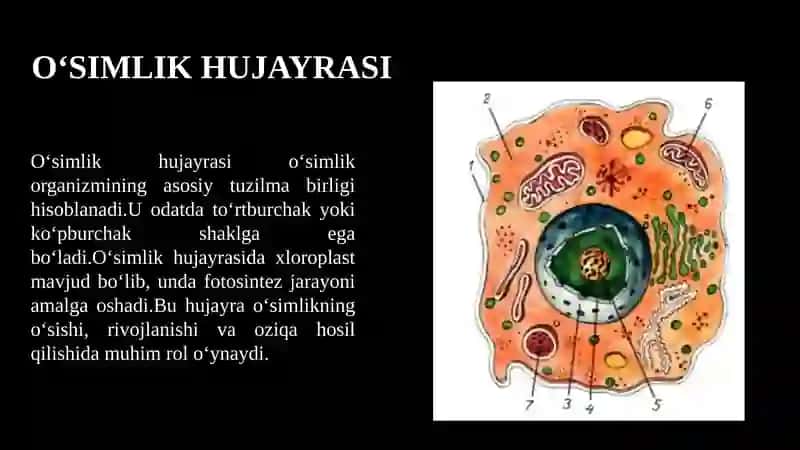 O'SIMLIK VA HAYVON HUJAYRALARINING O'XSHASHLIGI VA FARQI 4