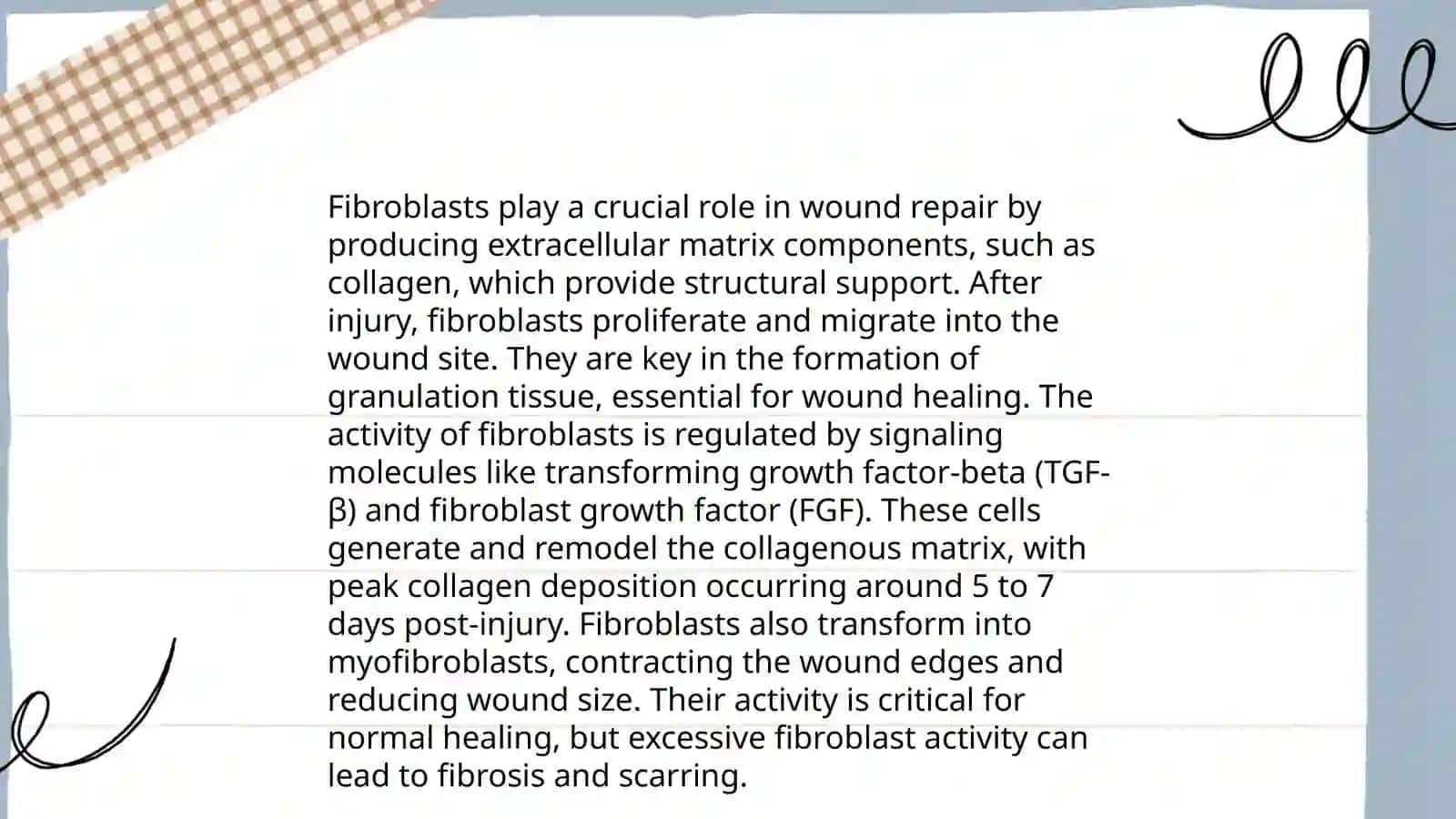 Fibroblastlarni jarohatning bitishi va chandiq hosil bolishisagi roli 4