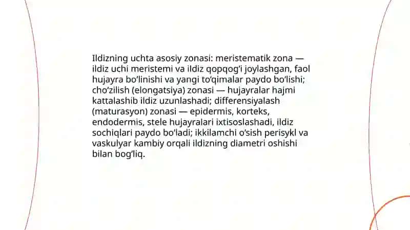 Ildizning birlamchi va ikkilamchi anatomik tuzilishi 4