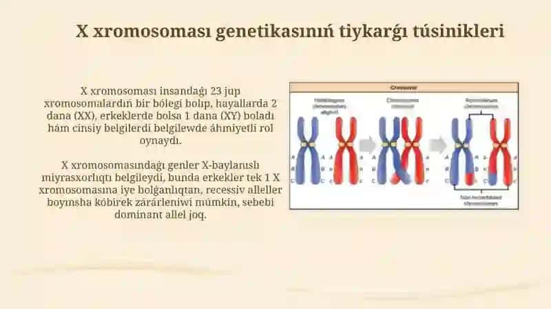 X Xromasomalar 4