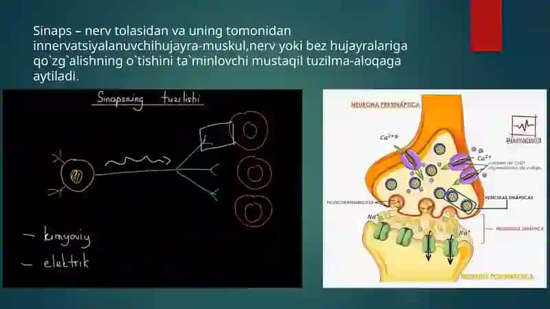 Sinapsfiziologiyasi 4