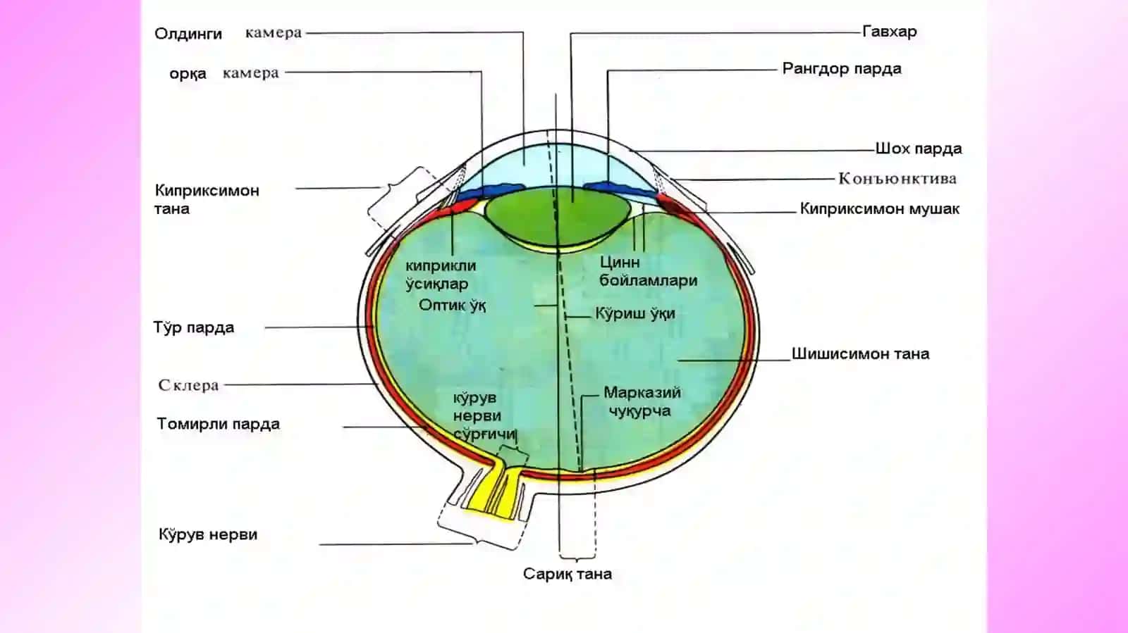 Sezgi o’rganlari va analizatorlar. Ko'rish analizatori.Ko‘rish analizatorining yoshga bog’liq xususiyatlari 4
