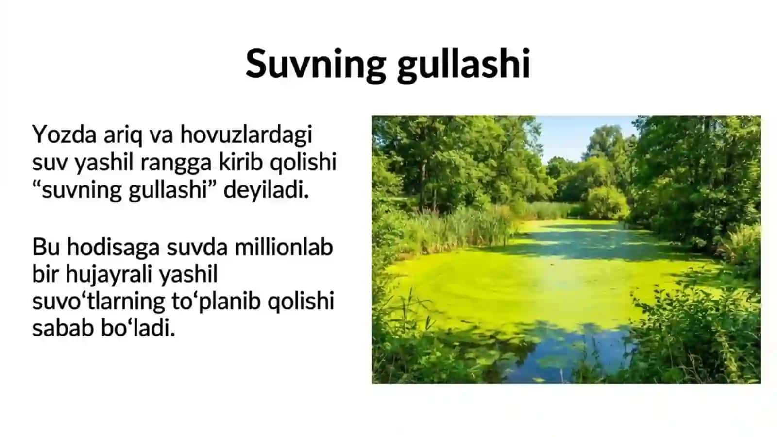 Suvo'tlar - tuban o'simliklar 4