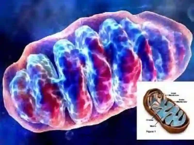 Mitoxodriya va Plastidalarning tuzilishi 4