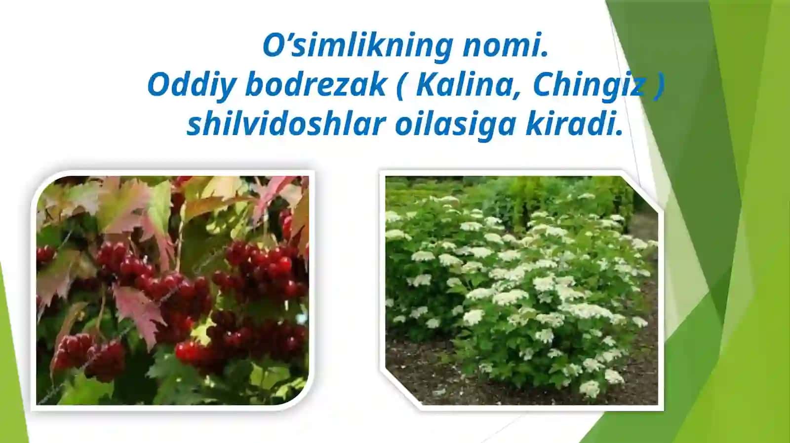 Kalina va Marjondaraxt turlari biologiyasi 4