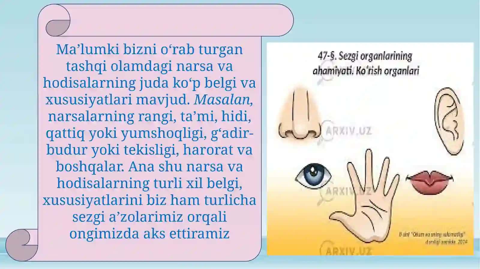Sezgilarning nerv-fiziologik asoslari 4