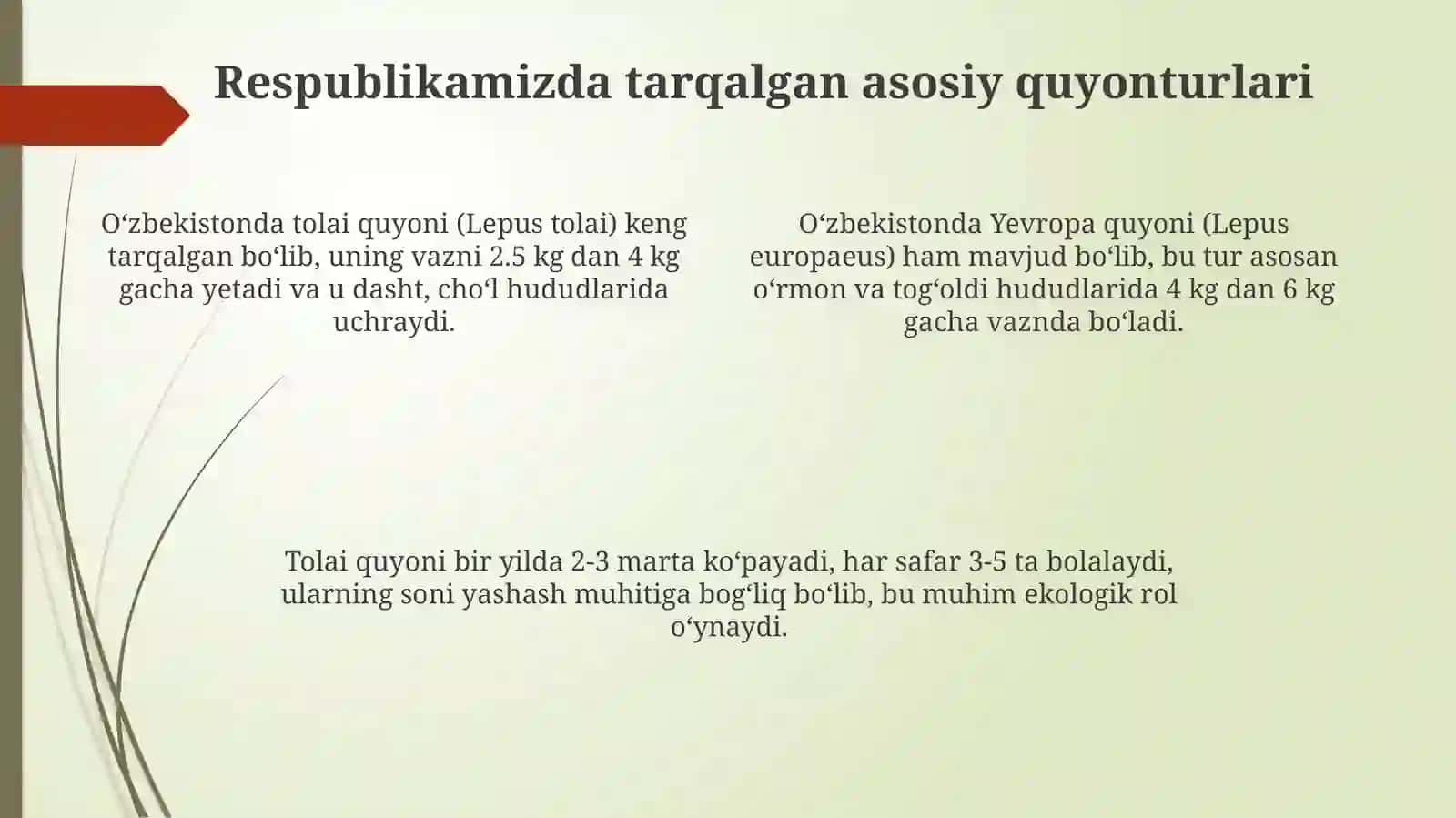 Quyonlar oilasi: Umumiy tavsif 4